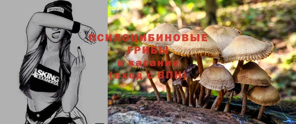 шишки Няндома